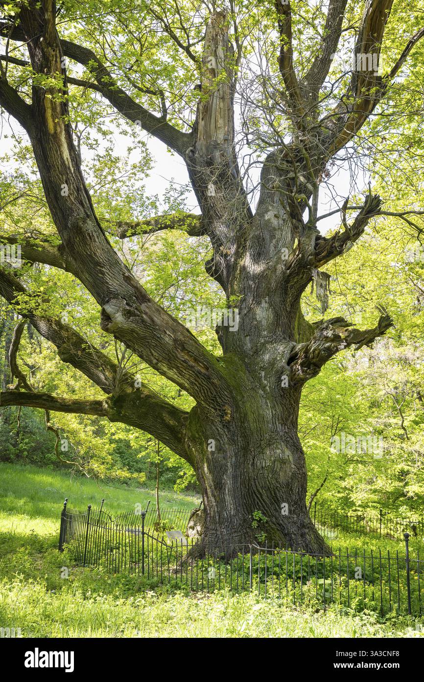 Vieux chênes (quercus) dans une clairière, cimetière familial historique de la famille von Bressler, Lausker Skala, Lauske, Weissenberg, Saxe, Allemagne, Europe Banque D'Images