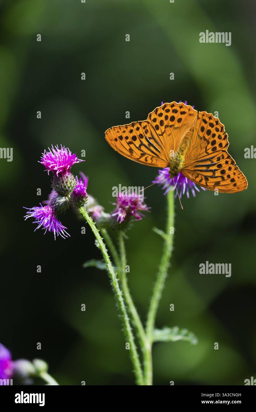 Fritillaire lavé à l'argent (Argynnis paphia), papillon adulte se nourrissant de fleurs de chardon, Hesse, Allemagne, Europe Banque D'Images