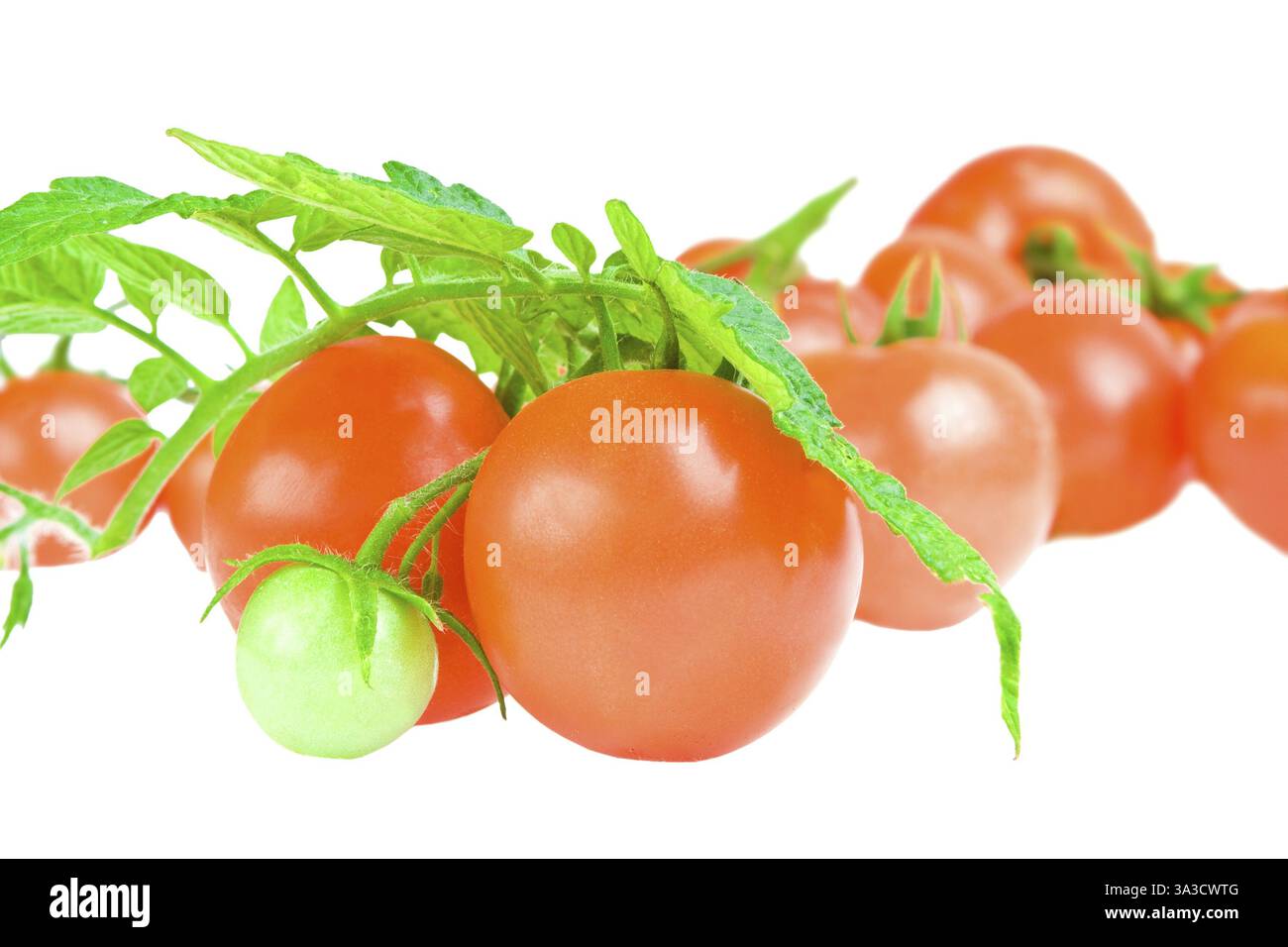Gros plan isolé sur tomate blanche avec feuillage de tomate Banque D'Images
