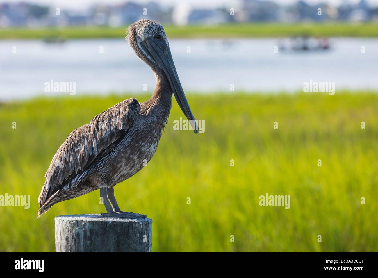Un oiseau pélican se tient debout sur un poteau de jetée en bois dans le marais salé de Murrells Inlet, SC par un chaud matin d'été. Banque D'Images