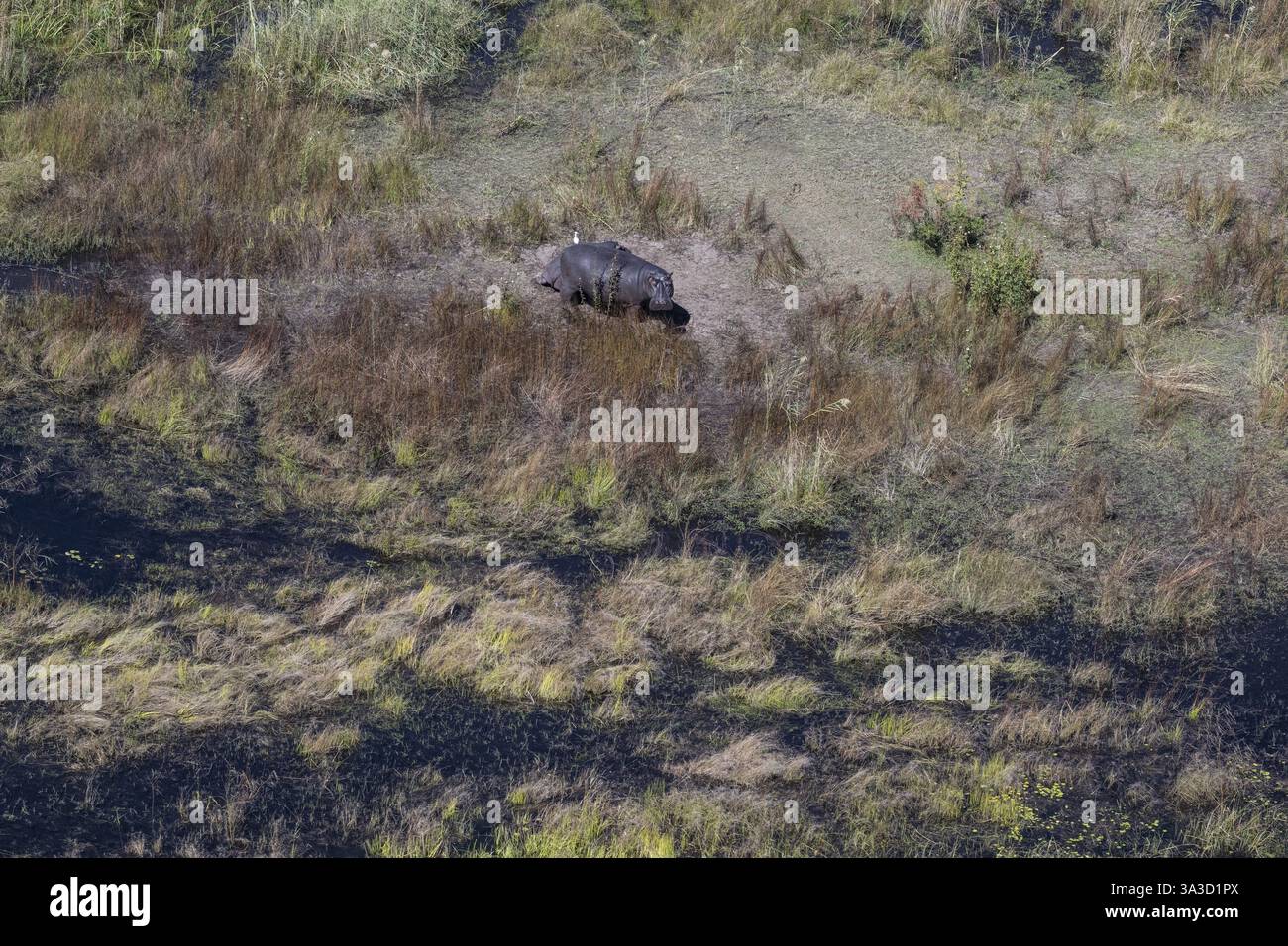 Hippopotame (Huippopotamus amphibius) dans le Panhandle du delta de l'Okawango, Okawango, vue aérienne, Botswana, Afrique Banque D'Images