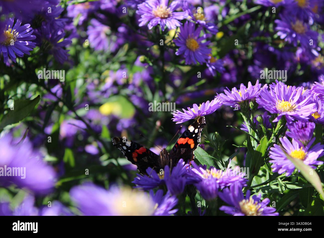 Red Admiral Butterfly (Vanessa atalanta) sur des fleurs d'aster violettes vibrantes à la lumière du soleil - scène de nature colorée avec pollinisateur dans un jardin d'été. Banque D'Images