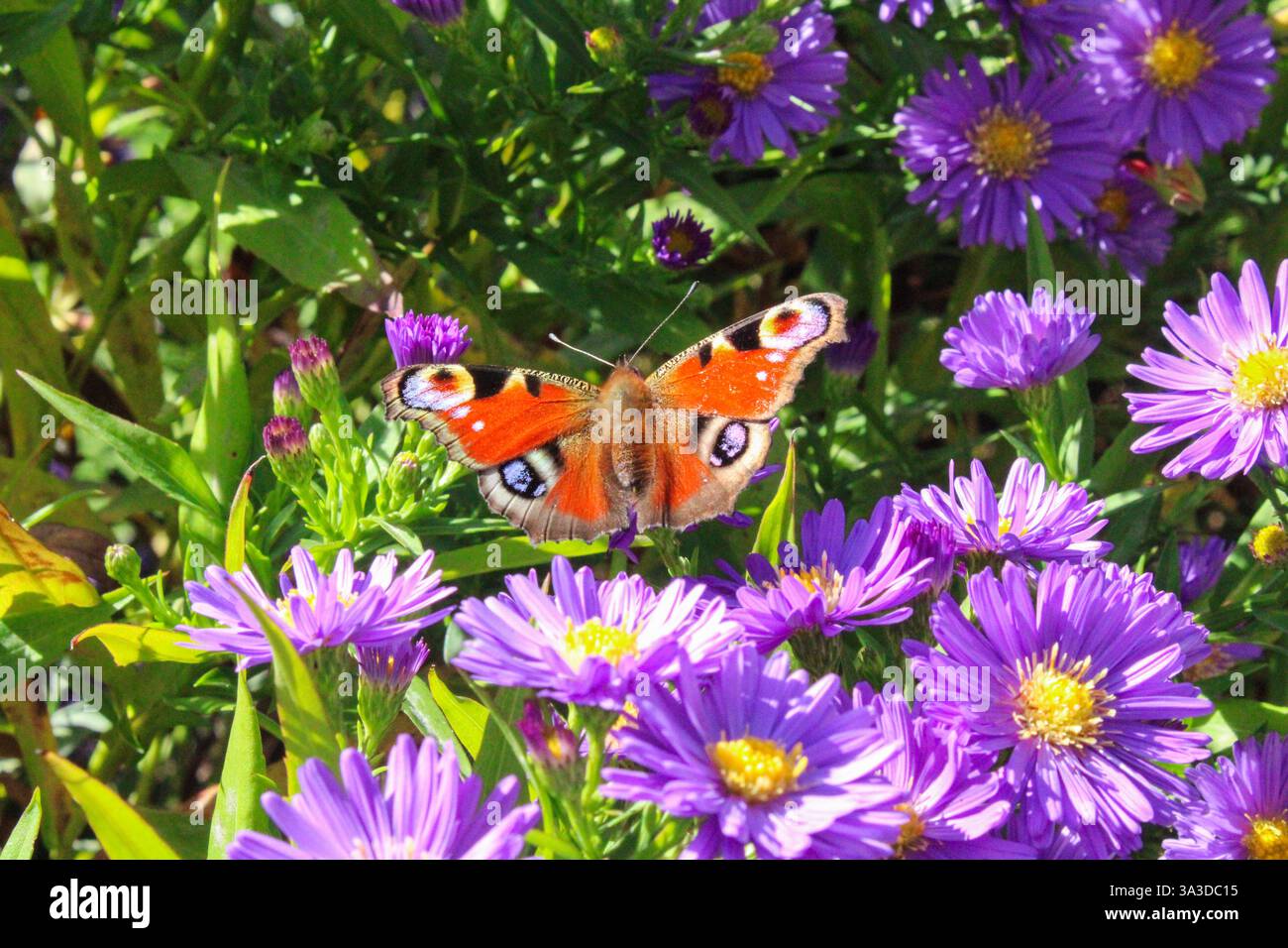 Red Admiral Butterfly sur Purple Aster Flowers à la lumière du soleil dans un beau jardin allemand. Printemps et pâques vibes dans le jardin. Gros plan animal photo. Banque D'Images