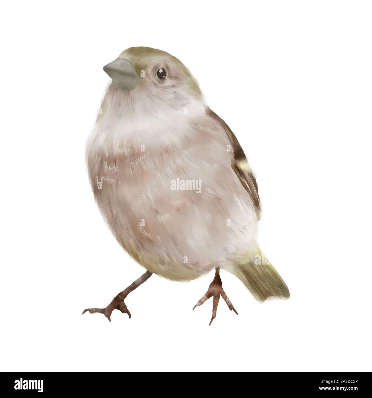 L'oiseau moineau. Illustration aquarelle en numérique. Le moineau de maison commun est un oiseau chanteur, isolé sur un fond blanc. Un petit oiseau ordinaire i Banque D'Images