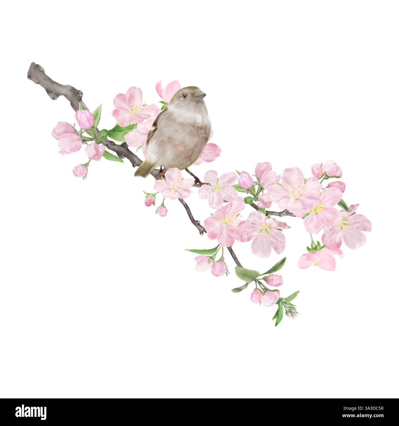 Un oiseau moineau est assis sur une brindille fleurie. Illustration numérique de l'aquarelle. Un moineau de maison, parmi les fleurs roses, est isolé sur un fond blanc. Un sm Banque D'Images