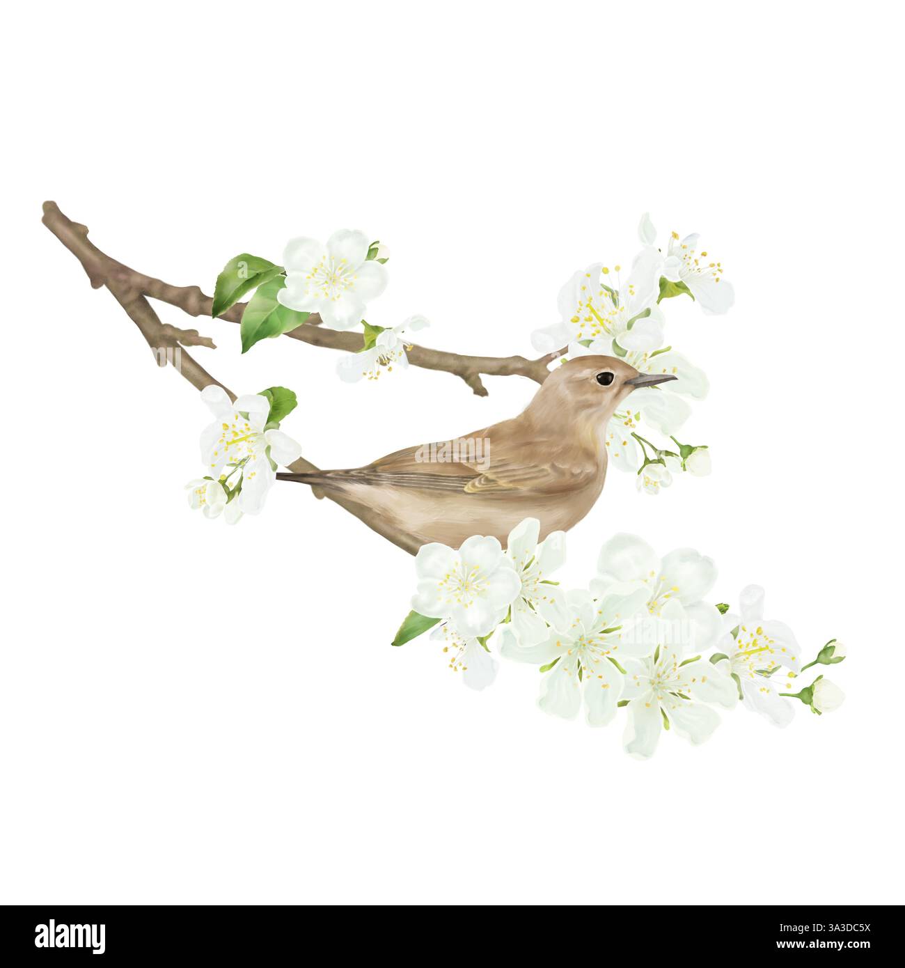 L'oiseau est un réchauffeur, le moineau est assis sur une brindille fleurie. Illustration numérique de l'aquarelle. Un oiseau parmi les fleurs de cerisier, isolé sur un b blanc Banque D'Images