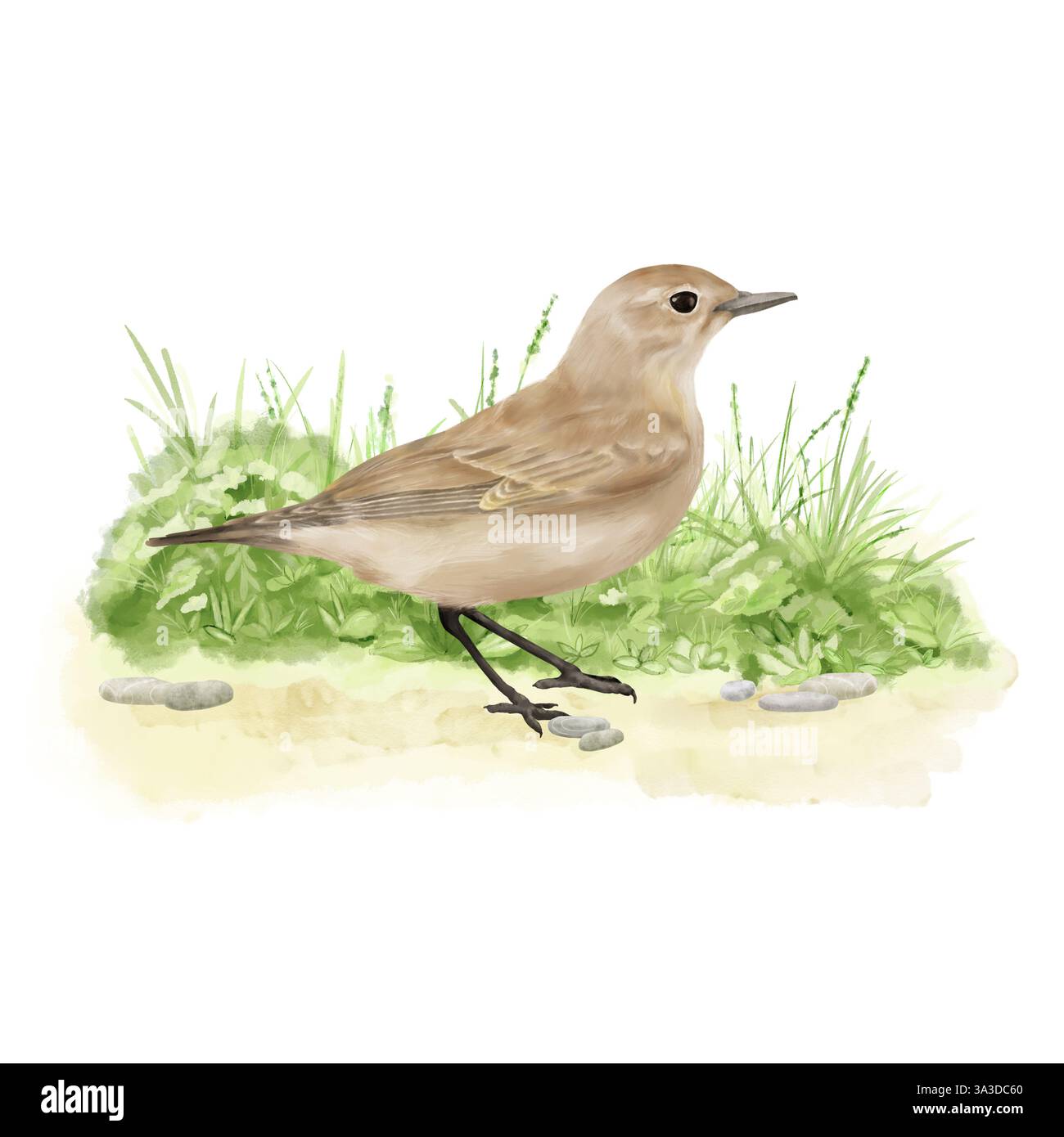 L'oiseau est un réchauffeur, le moineau saute sur l'herbe. Illustration numérique de l'aquarelle. Un petit oiseau dans un fourré vert, isolé sur un dos blanc Banque D'Images