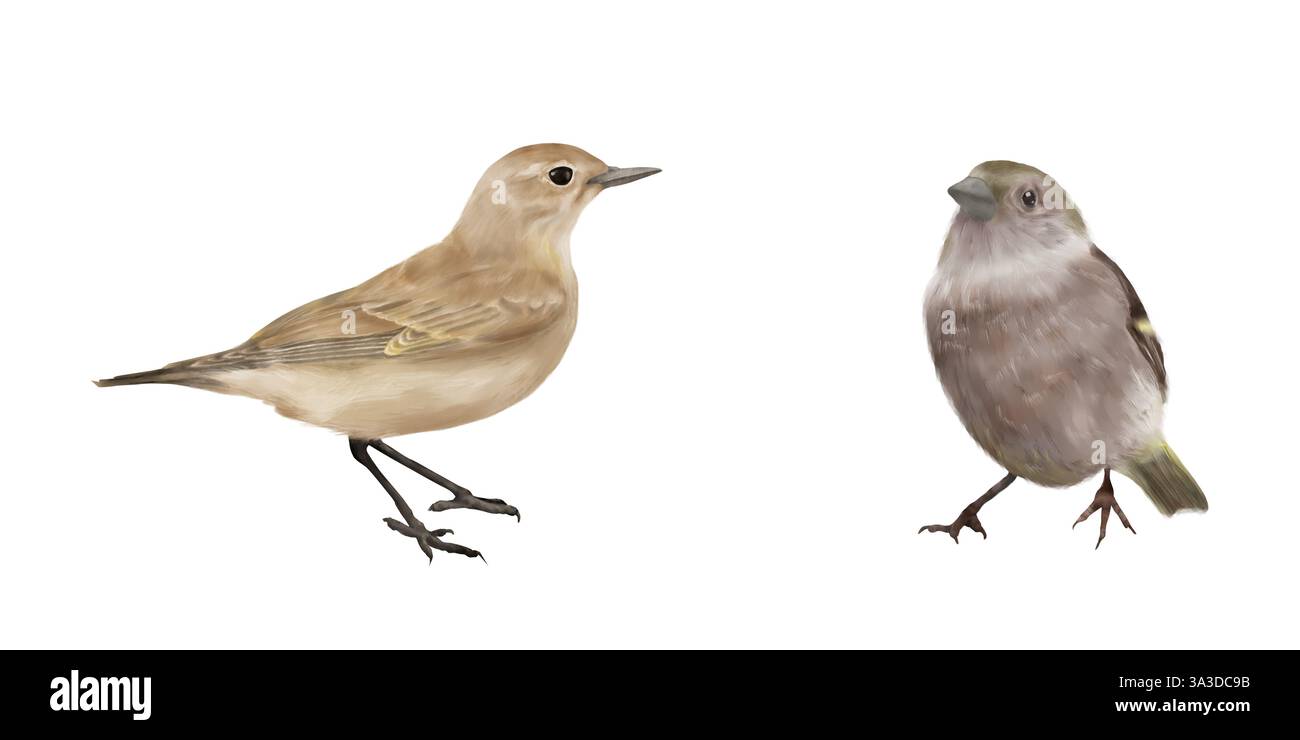 Un moineau ordinaire et un petit oiseau kamenka. Illustration numérique de l'aquarelle. Un ensemble de petits oiseaux, isolés sur un fond blanc. Les oiseaux chanteurs sont fous Banque D'Images