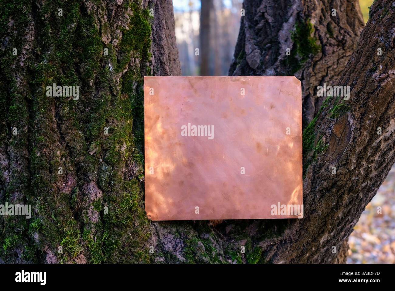 La plaque de cuivre texturée est sur l'écorce recouverte de mousse. Le cuivre contraste magnifiquement avec les tons naturels. Contexte environnemental. Banque D'Images
