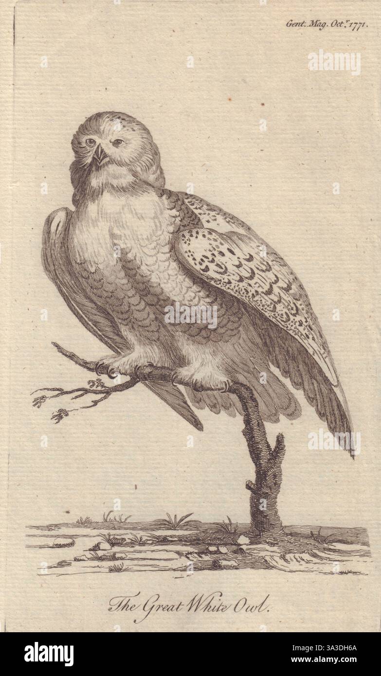 La Grande chouette blanche, du Gentleman's Magazine de 1771 ancienne estampe antique Banque D'Images