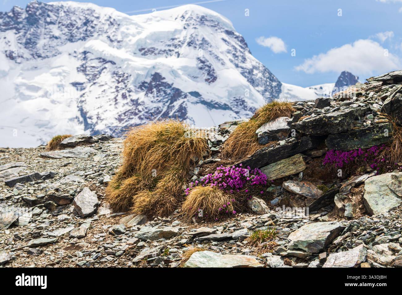Mousse campion ou coussin rose (Silene acaulis) dans les Alpes suisses Banque D'Images