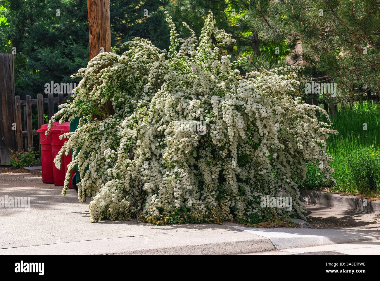 Un arbuste Spiraea rempli de délicates fleurs blanches en cascade de ses tiges. D'autres noms communs incluent Reeve's Spirea et Bridal Wreath. Banque D'Images