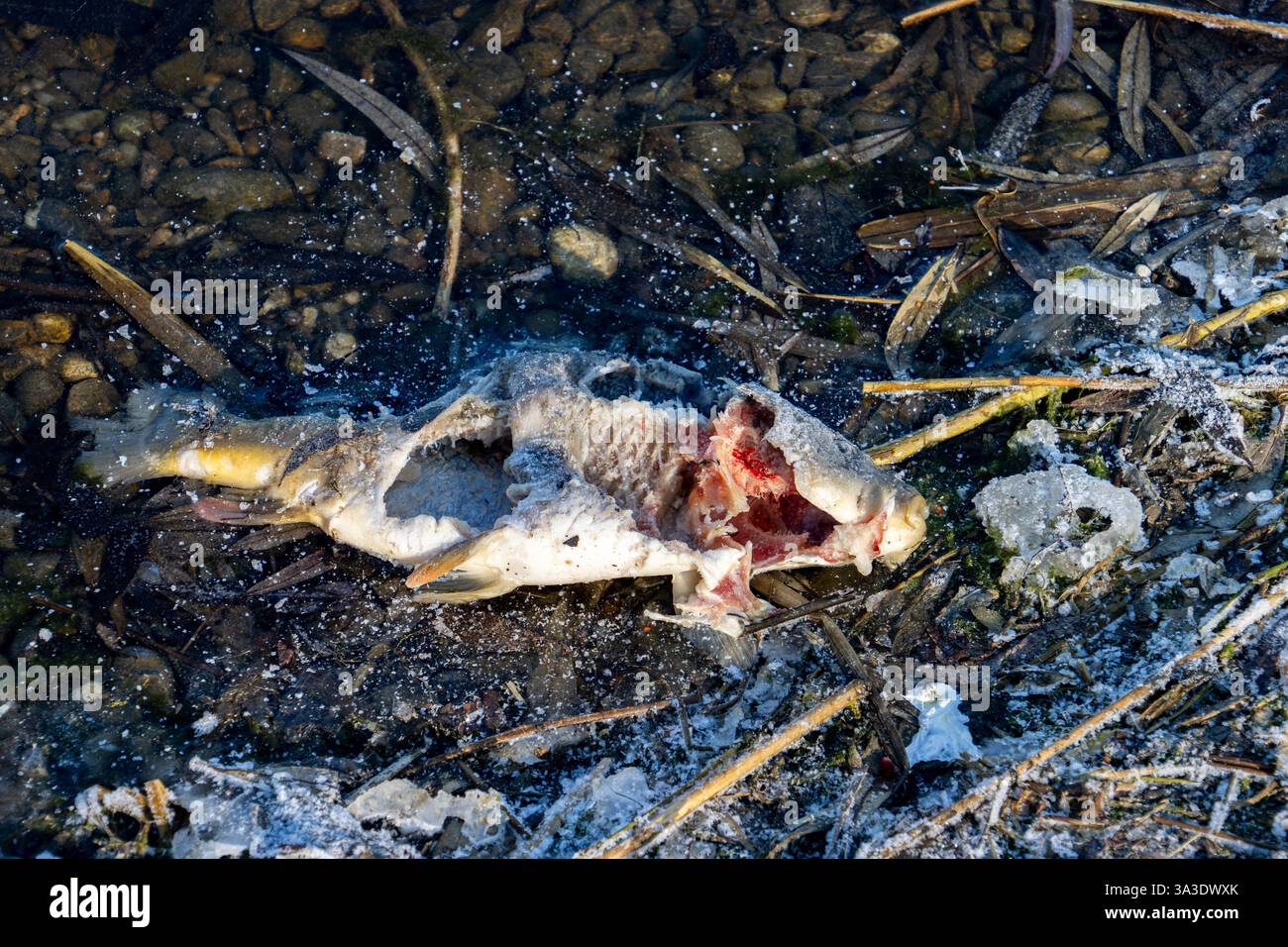 Un poisson en décomposition se trouve sur un rivage glacé et glacé du lac entouré de roseaux et d'eau naturelle claire, soulignant les effets environnementaux sévères de wi Banque D'Images