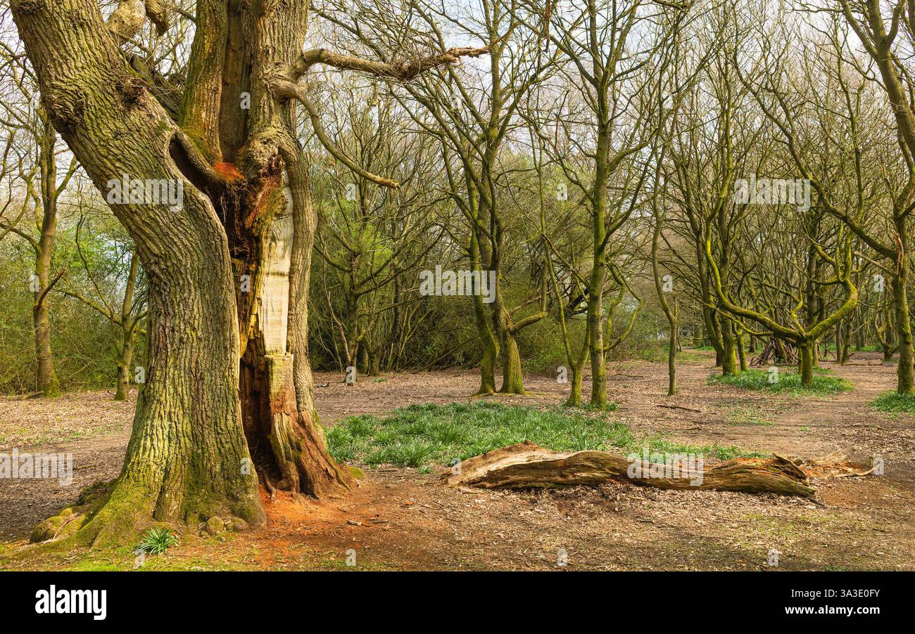 Burton Wood avec un sentier pédestre et un grand arbre avec des dommages importants de tempête flanqué par un petit treen boisé par un matin lumineux en hiver, Royaume-Uni. Banque D'Images