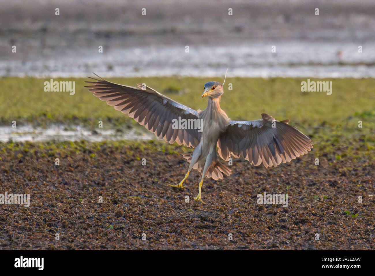 Héron nocturne immature à couronne noire (Nycticorax nycticorax) arrivant à la terre avec les ailes déployées, Hato la Aurora, los Llanos, Casanare, Colombie Banque D'Images