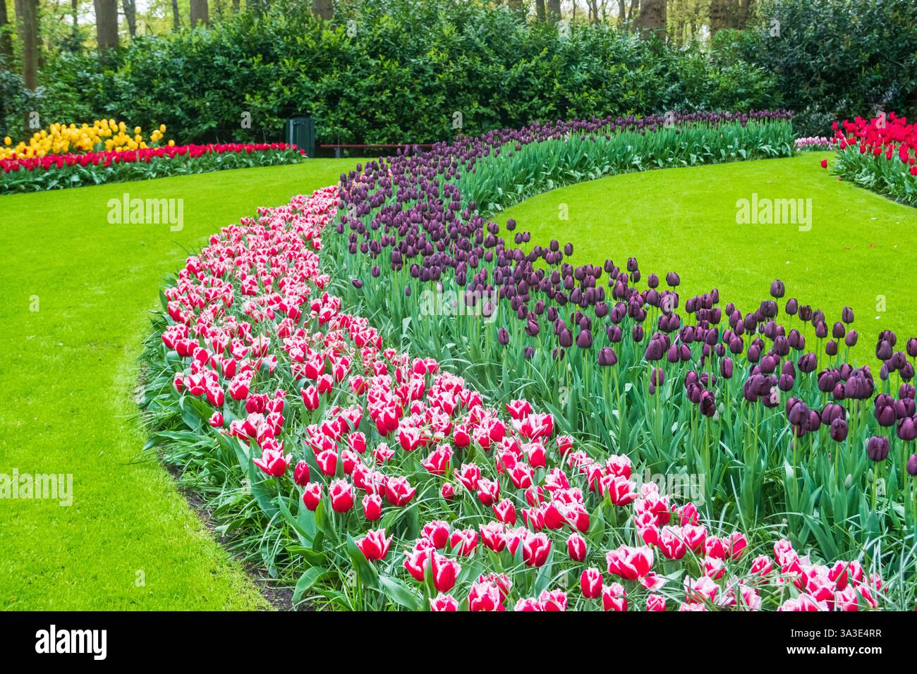 Parterres de fleurs colorées dans le jardin de tulipes de Keukenhof à lisse, pays-Bas. Keukenhof est le plus beau jardin de printemps du monde. Belle ornementale Banque D'Images