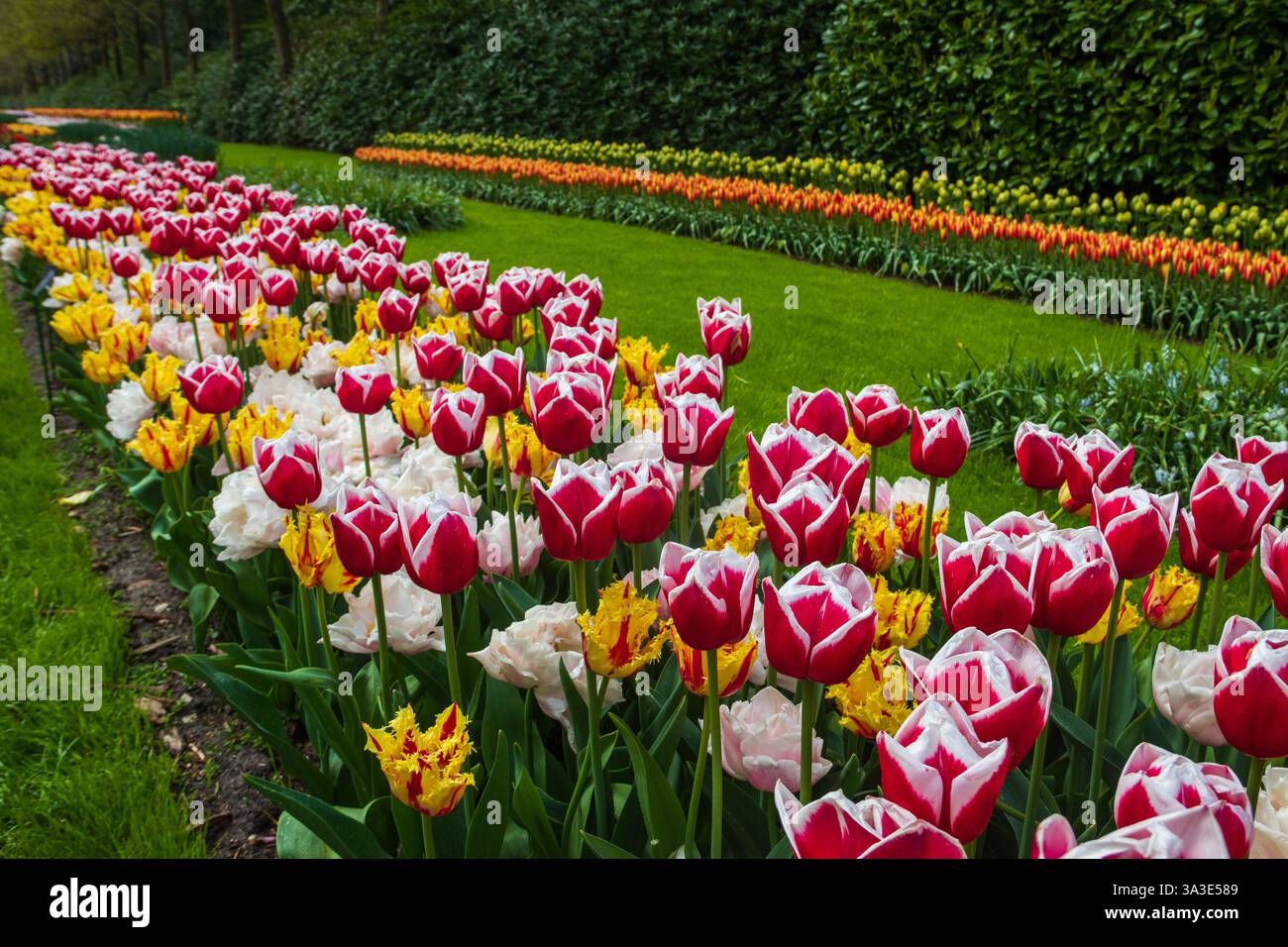Parterres de fleurs colorées dans le jardin de tulipes de Keukenhof à lisse, pays-Bas. Keukenhof est le plus beau jardin de printemps du monde. Belle ornementale Banque D'Images