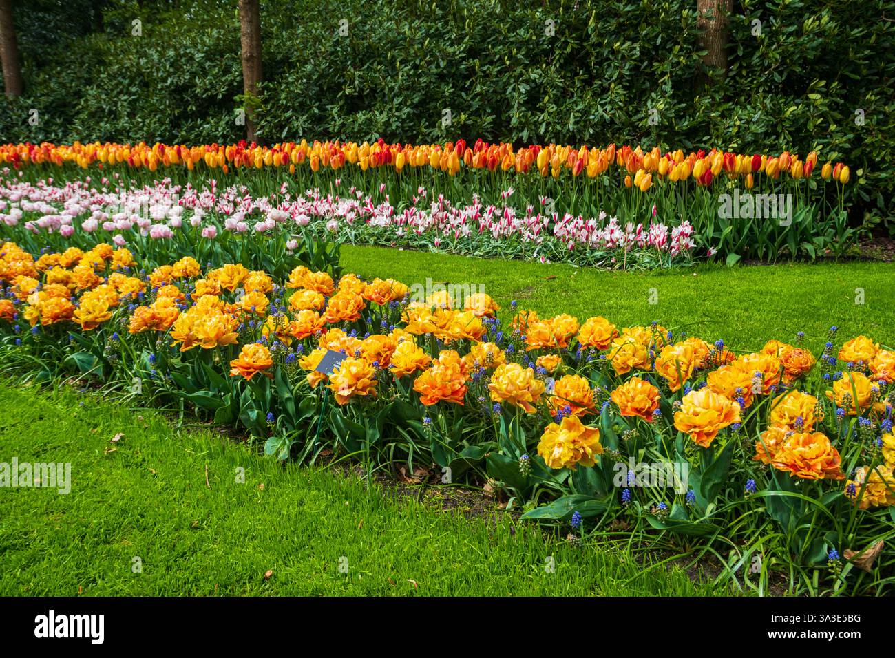 Parterres de fleurs colorées dans le jardin de tulipes de Keukenhof à lisse, pays-Bas. Keukenhof est le plus beau jardin de printemps du monde. Belle ornementale Banque D'Images