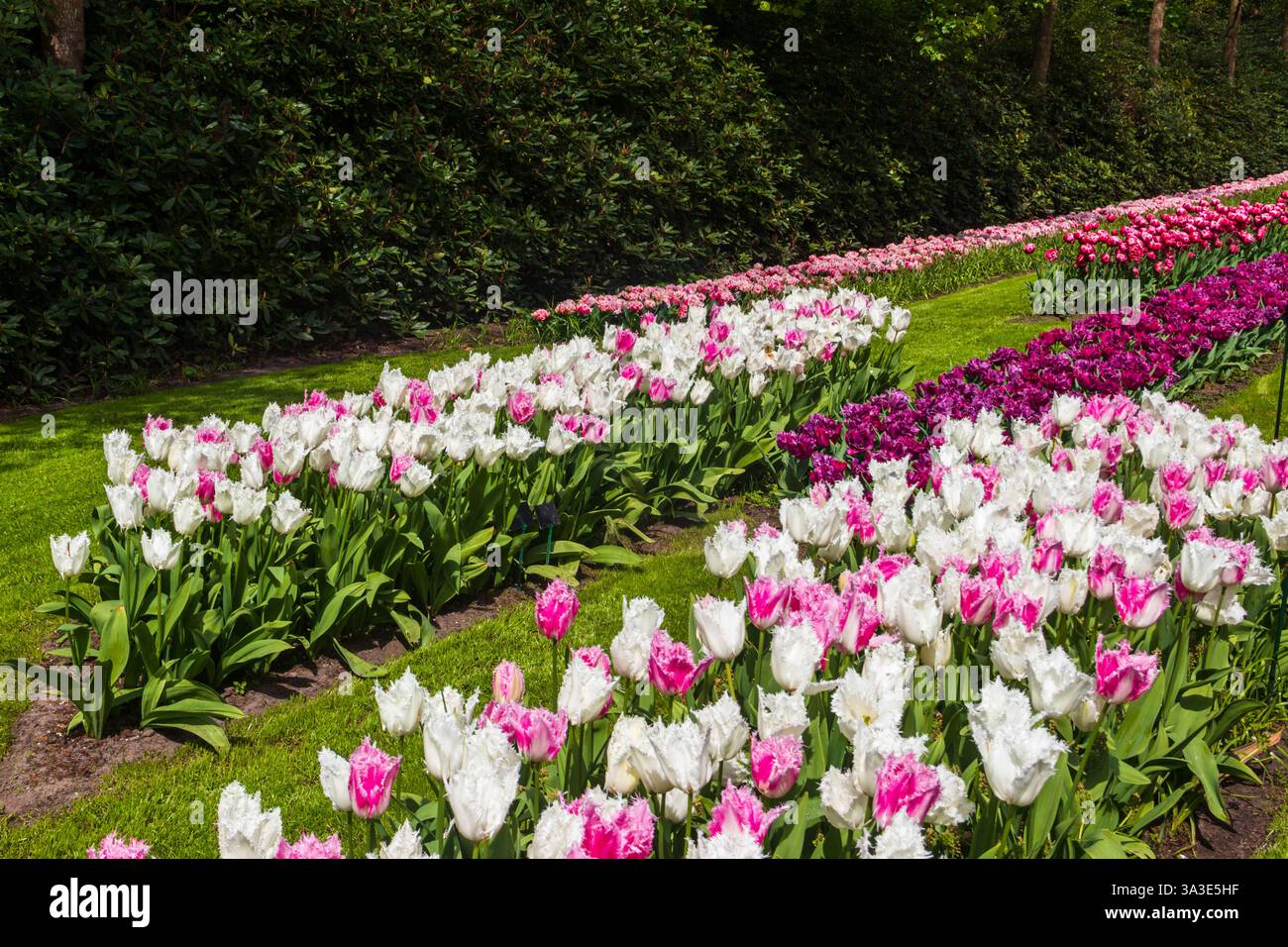 Parterres de fleurs colorées dans le jardin de tulipes de Keukenhof à lisse, pays-Bas. Keukenhof est le plus beau jardin de printemps du monde. Belle ornementale Banque D'Images