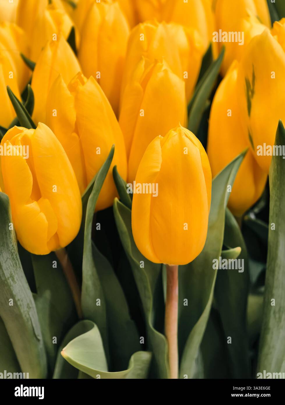 Tulipes jaunes vibrantes en pleine floraison avec des feuilles vertes – fleurs de printemps, fond floral, beauté de la nature, jardin fleuri, pétales lumineux, fleurs saisonnières et bouquet de tulipes fraîches Banque D'Images