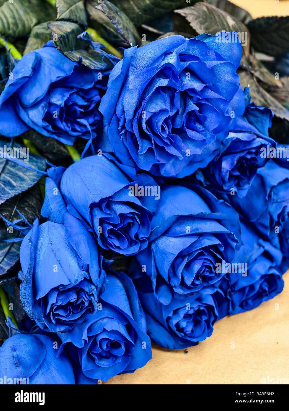 Rose bleue unique gros plan – beauté florale rare, pétales vibrants, couleur artificielle, fleurs exotiques, bouquet romantique, fleurs luxueuses, roses bleu profond, fond floral. Photographie de stock Banque D'Images