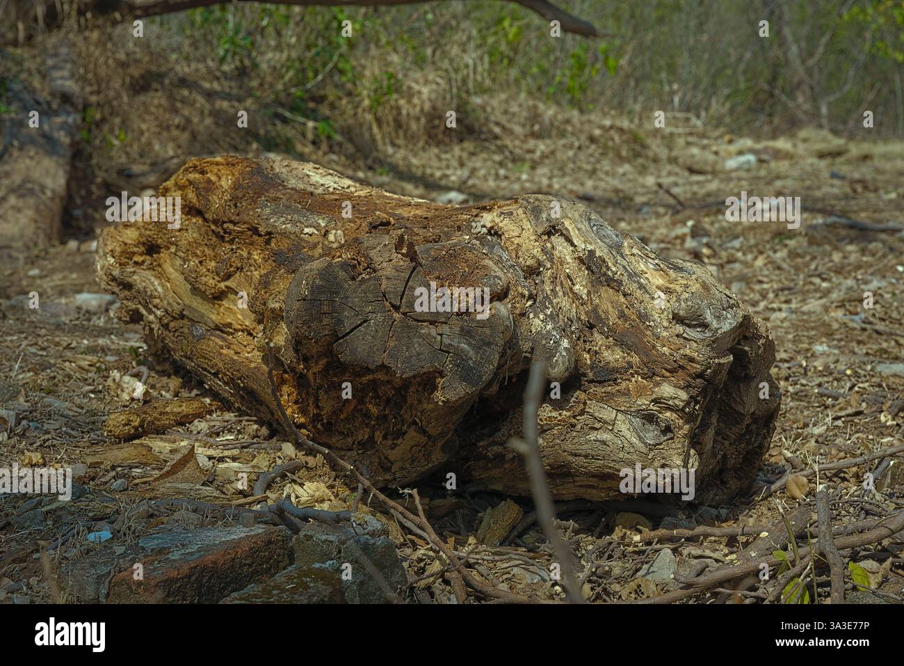 Un morceau d'un tronc d'arbre mort sur le plancher forestier du parc national de Margalla Hills Banque D'Images
