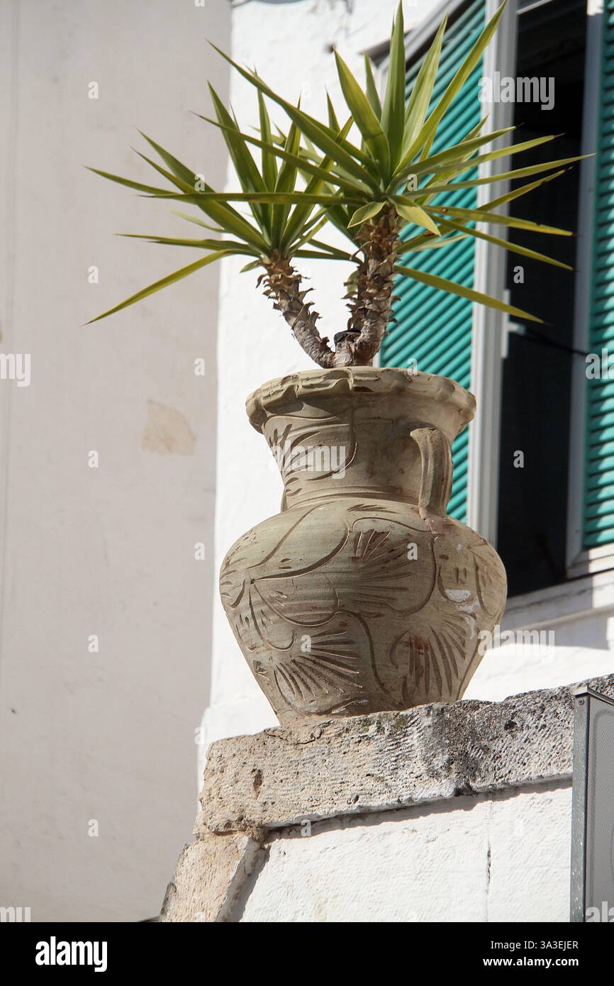 Ostuni, Italie. Plante de yucca dans une urne à l'extérieur d'une résidence privée. Banque D'Images
