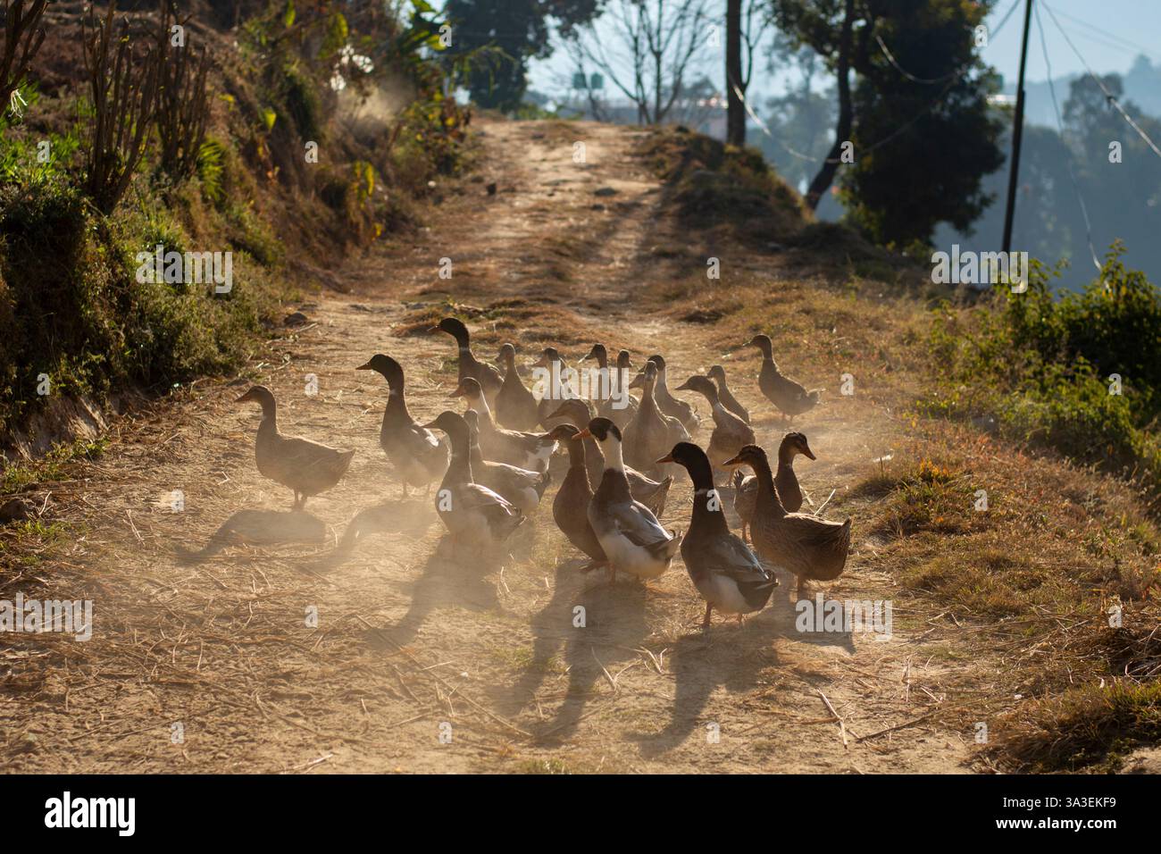 Un troupeau de canards marchant le long d'un chemin rural poussiéreux dans la lumière chaude du soleil doré, créant une scène de campagne paisible. Banque D'Images