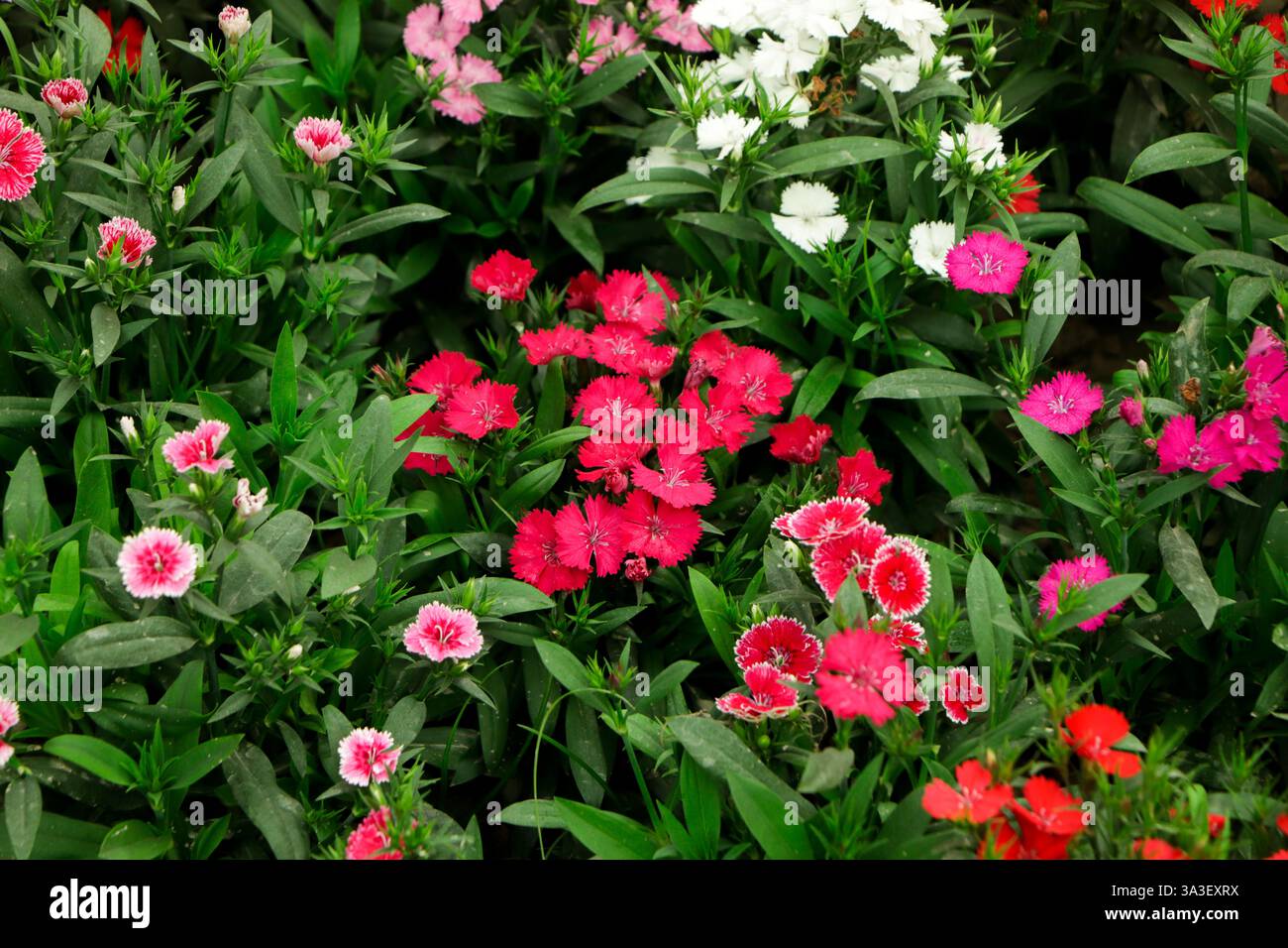 Clou de girofle turc ou Dianthus barbatus. Herbacé pérenne cultivé dans une culture biennale. Il y a beaucoup de petites fleurs rouges sur une longue tige verte. Le pétale Banque D'Images