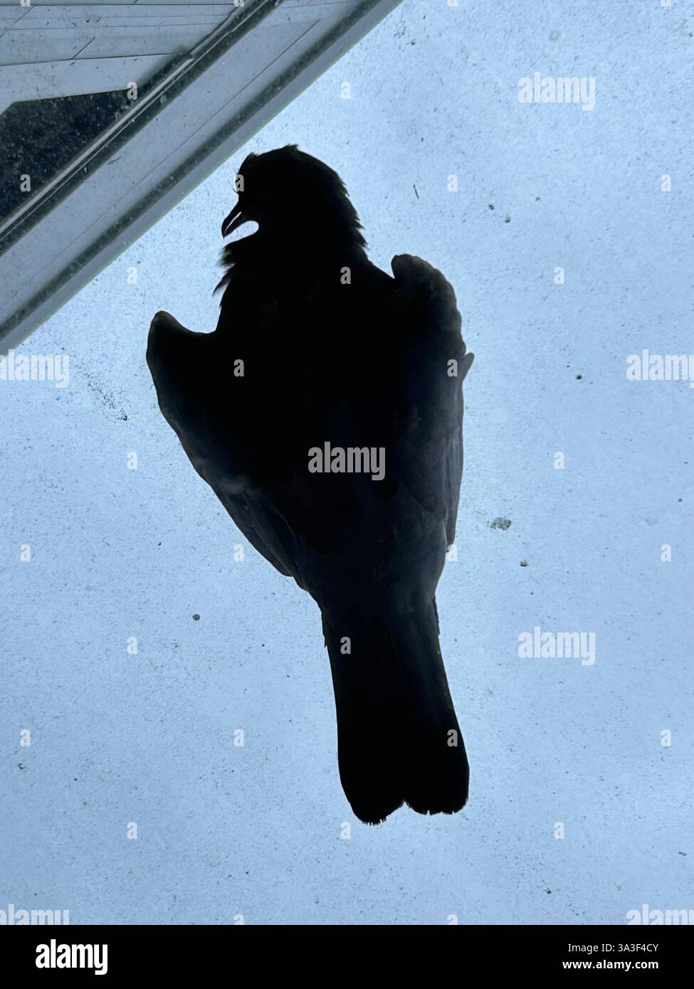 Pigeon mort sur le toit d'une véranda Banque D'Images