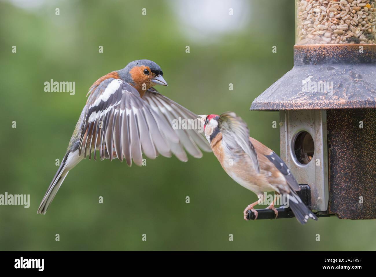Chaffinch mâle [ Fringilla coelebs ] défie une mine d'or européenne [ Carduelis carduelis ] sur un chargeur de graines de jardin Banque D'Images