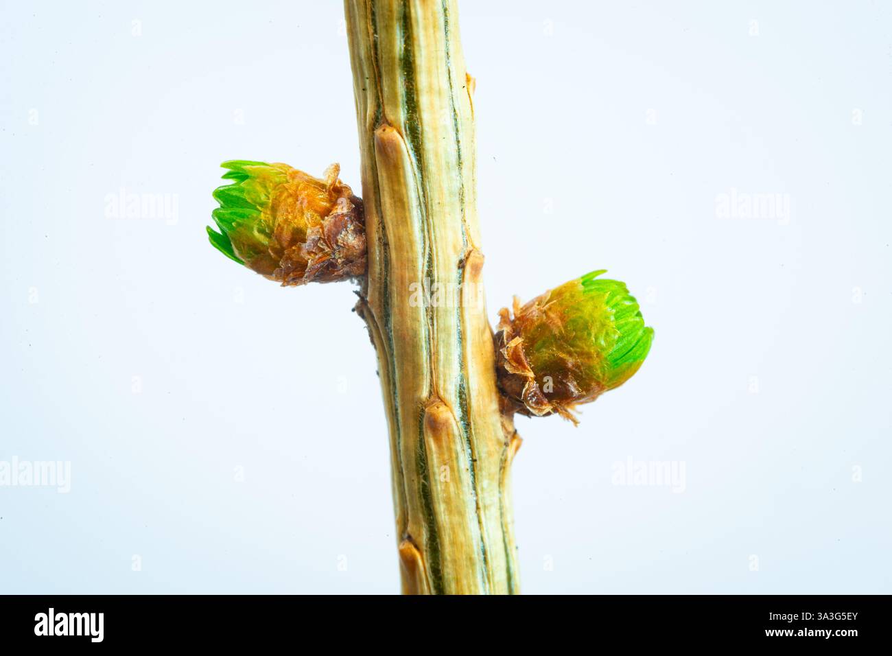 Plan macro de bourgeons verts en herbe d'un mélèze (Larix) Banque D'Images