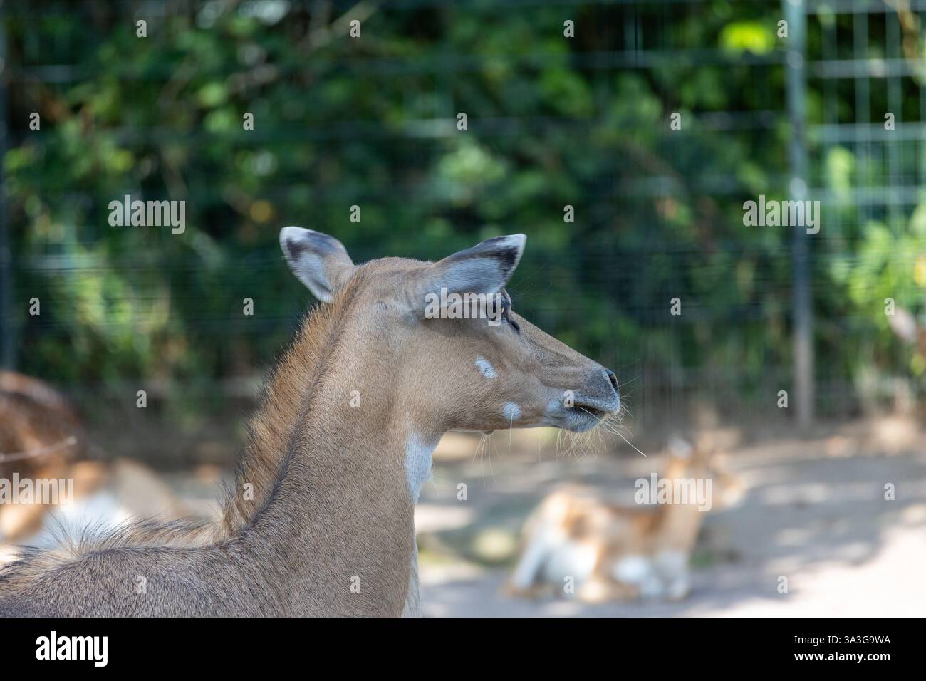 Nilgai (Boselaphus tragocamelus) femelle Nilgai est la plus grande antilope d'Asie. Banque D'Images