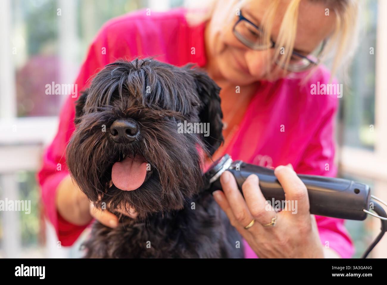Gros plan de la tête de toilettage du chien Black Schnauzer. par tondeuses électriques. . Toutes les marques commerciales potentielles sont supprimées. Banque D'Images