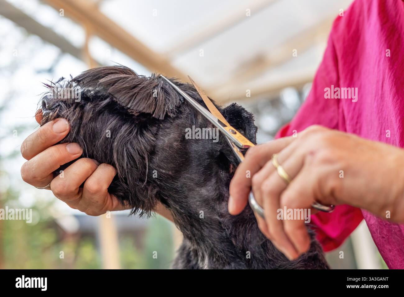 Gros plan des oreilles coupantes du chien Black Schnauzer. Horizontalement. Banque D'Images