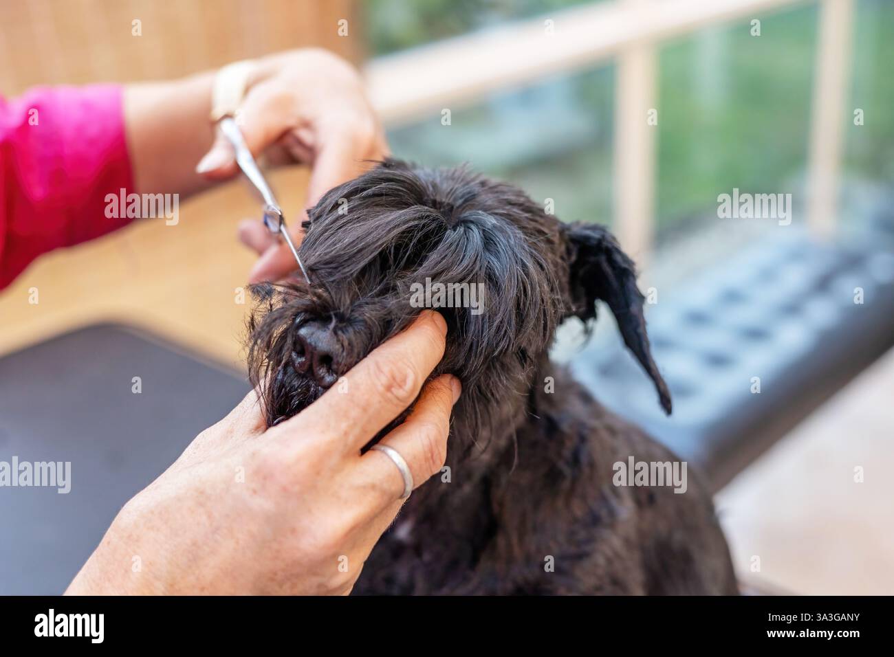 Gros plan de la tête de toilettage du chien Black Schnauzer. par tondeuses électriques. . Toutes les marques commerciales potentielles sont supprimées. Banque D'Images