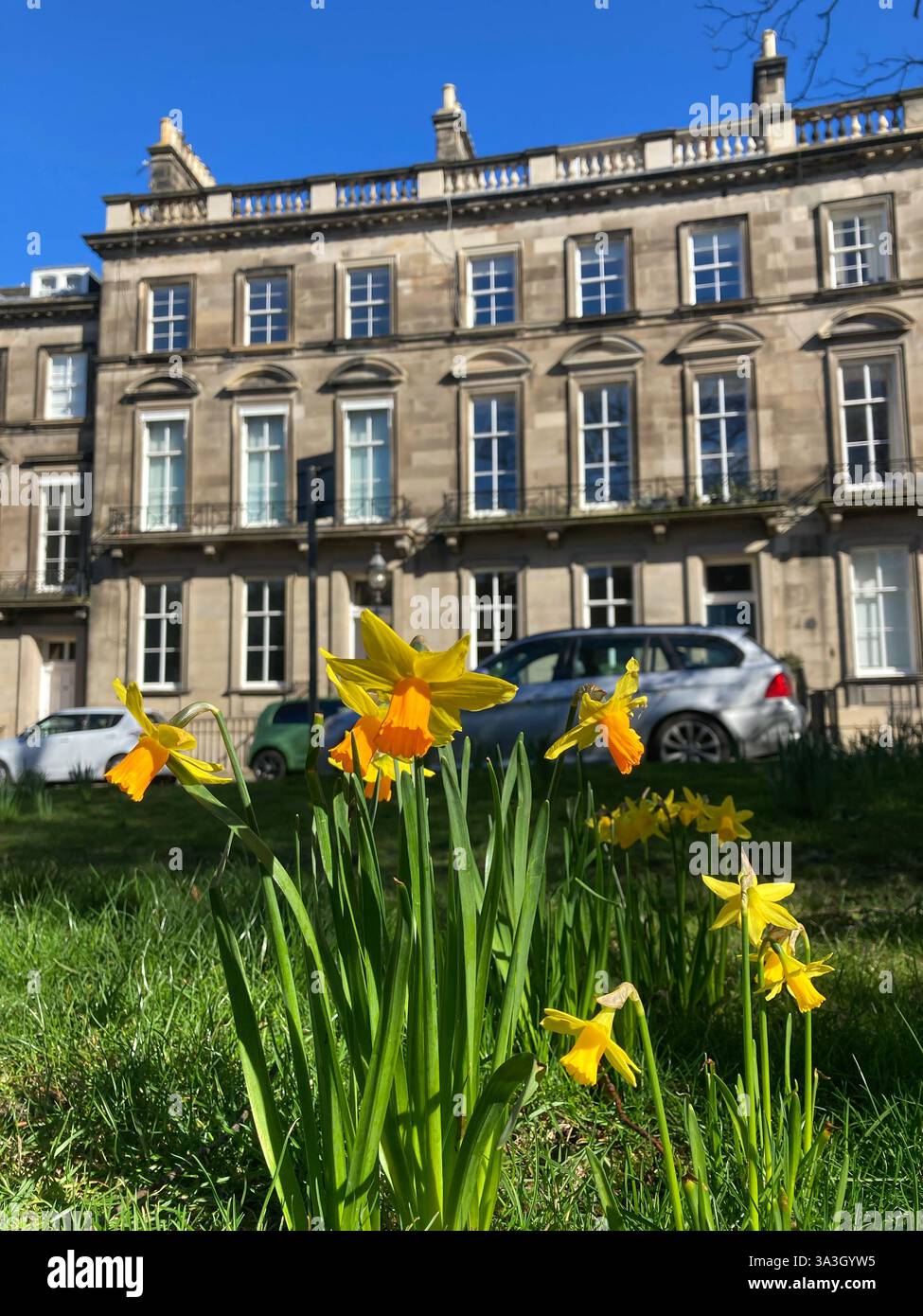 Spring Daffodils in Clarendon Crescent, Edinburgh New Town Streets, logements haut de gamme, Édimbourg, Écosse - Image de stock capturée avec un smartphone