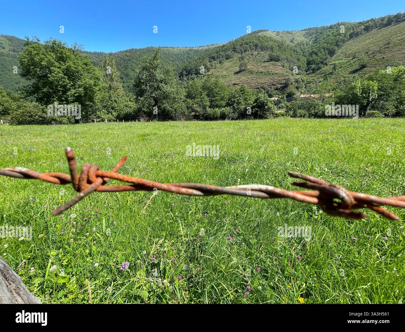 Fil barbelé rouillé et prairie. Banque D'Images