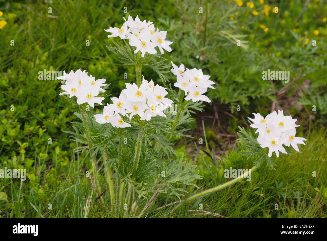 Anémone narcissiflora communément appelée anémone narcisse ou anémone à fleurs narcisse (nom scientifique : Anemonastrum narcissiflorum ) Banque D'Images