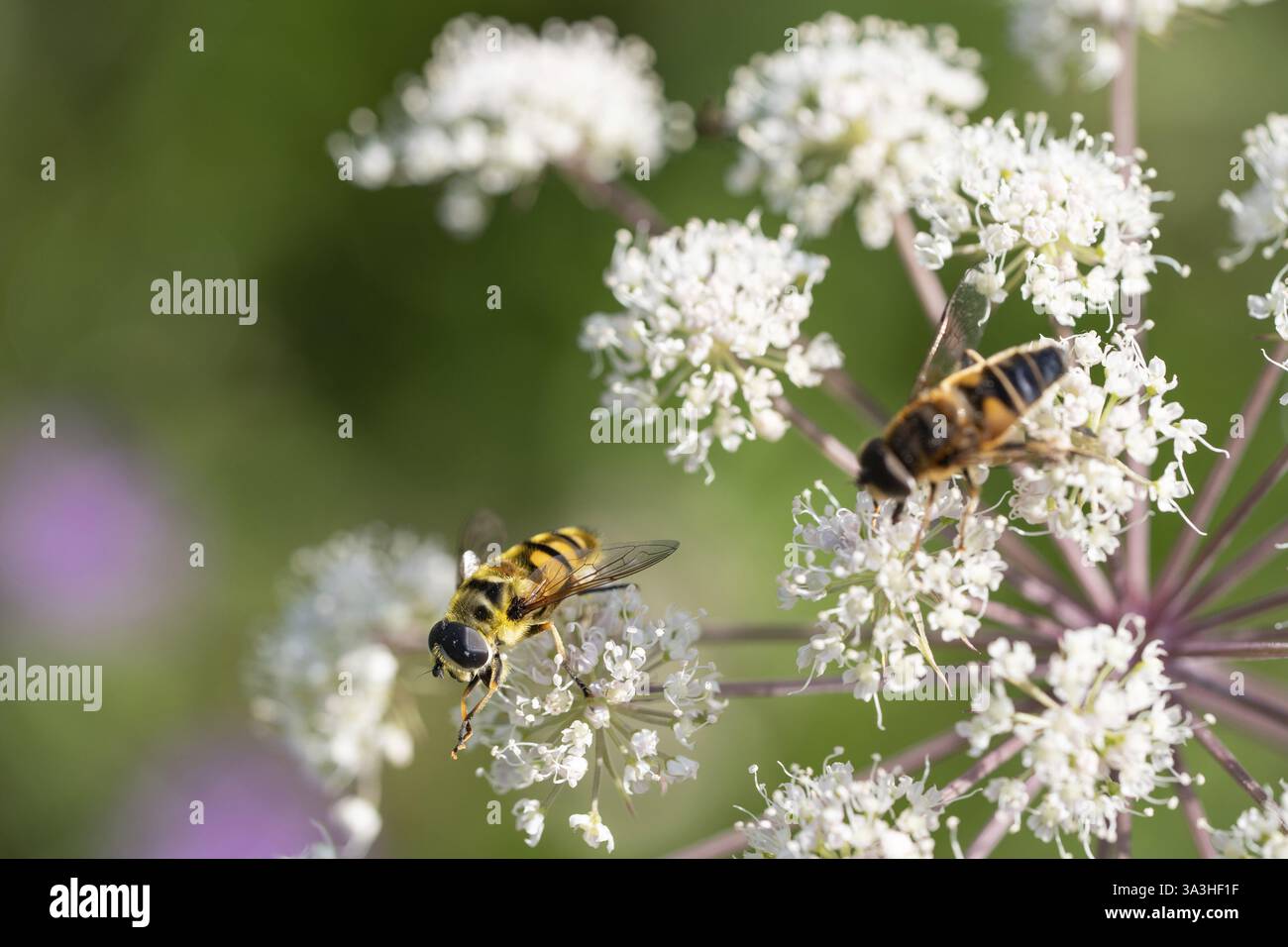 mouche à tête de mort (Myathropa florea), assise sur une fleur, Rhénanie du Nord-Westphalie, Allemagne, Europe Banque D'Images