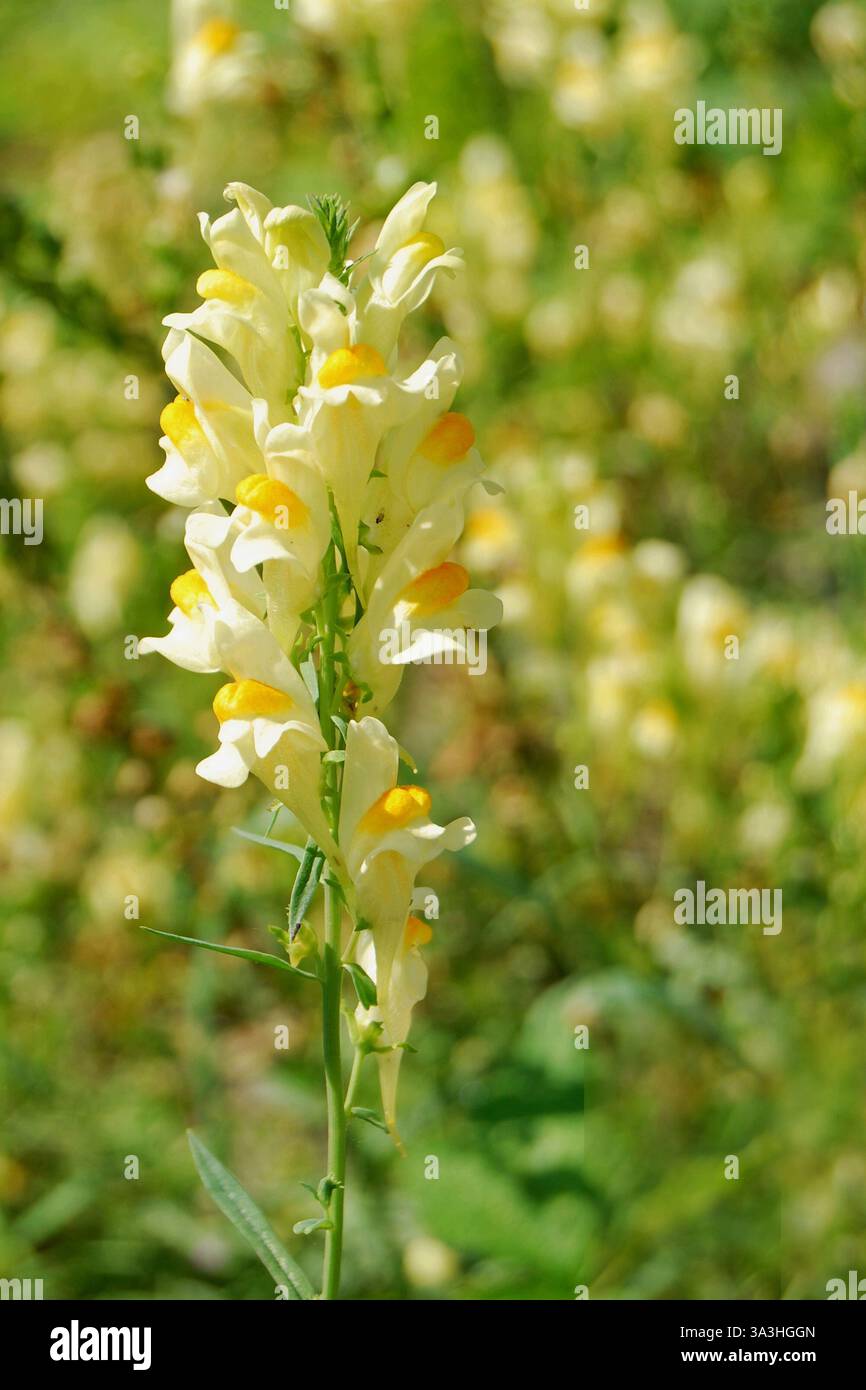 Fleurs de Linaria vulgaris sur un fond flou Banque D'Images