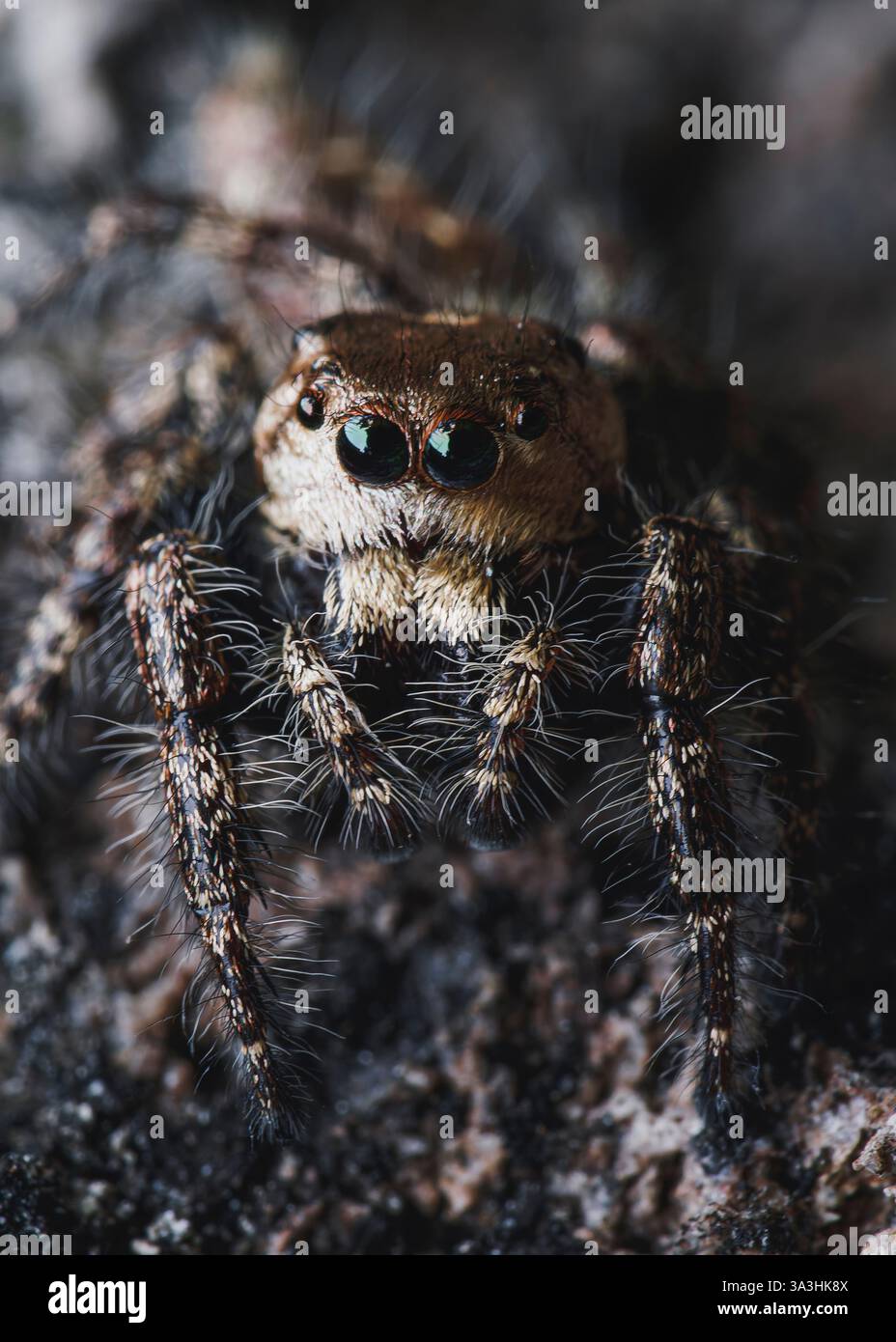 Gros plan extrême d'une araignée sauteuse au corps lourd mâle (Hyllus semicupreus) Banque D'Images