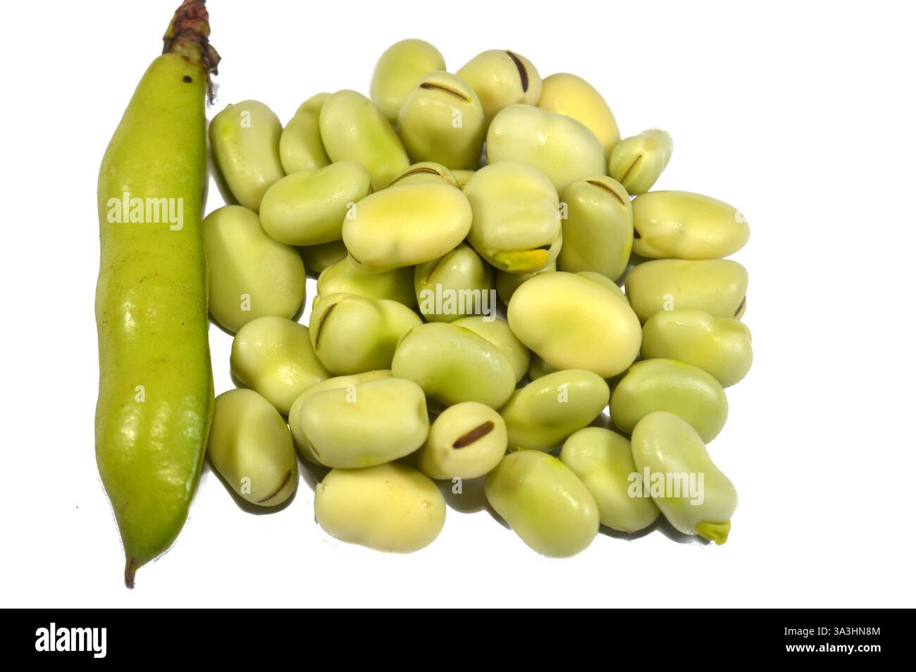 Vicia faba la fève, la fève Fava, ou la fève faba, espèce de vesce, une plante à fleurs de la famille des pois et des haricots Fabaceae, un aliment de base commun en t Banque D'Images