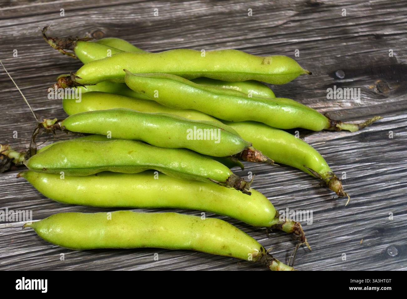 Vicia faba la fève, la fève Fava, ou la fève faba, espèce de vesce, une plante à fleurs de la famille des pois et des haricots Fabaceae, un aliment de base commun en t Banque D'Images