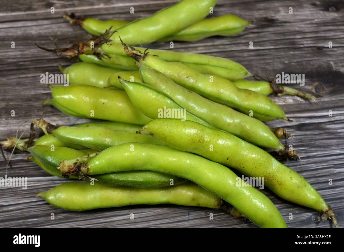 Vicia faba la fève, la fève Fava, ou la fève faba, espèce de vesce, une plante à fleurs de la famille des pois et des haricots Fabaceae, un aliment de base commun en t Banque D'Images