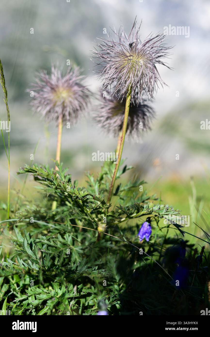 Fruit Pulsatilla alpina. Cette plante est présente dans les Alpes en Europe. Banque D'Images
