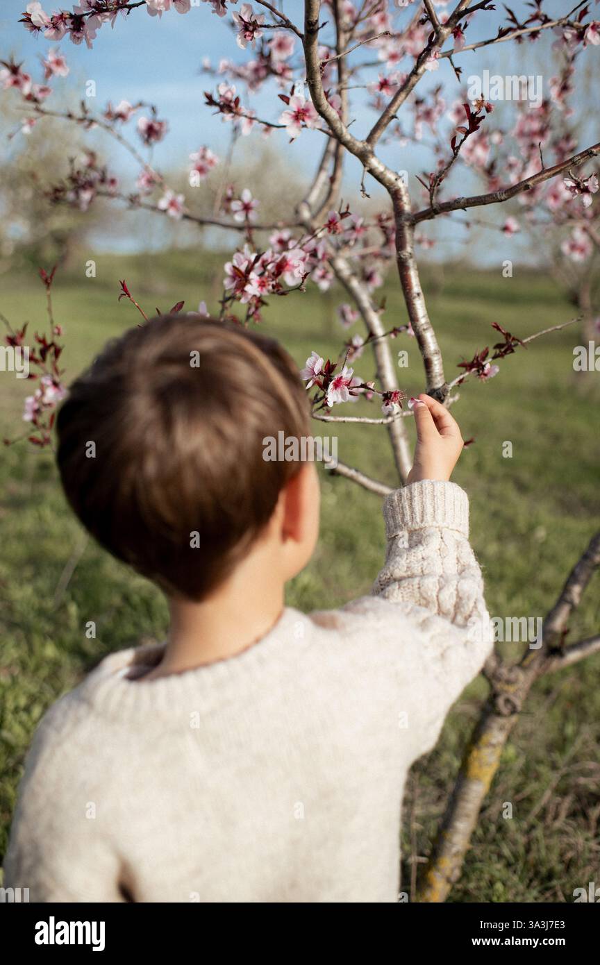 Un garçon est assis sous un amandier en fleurs, cueillant des amandes fraîches et les tenant dans ses mains. Banque D'Images