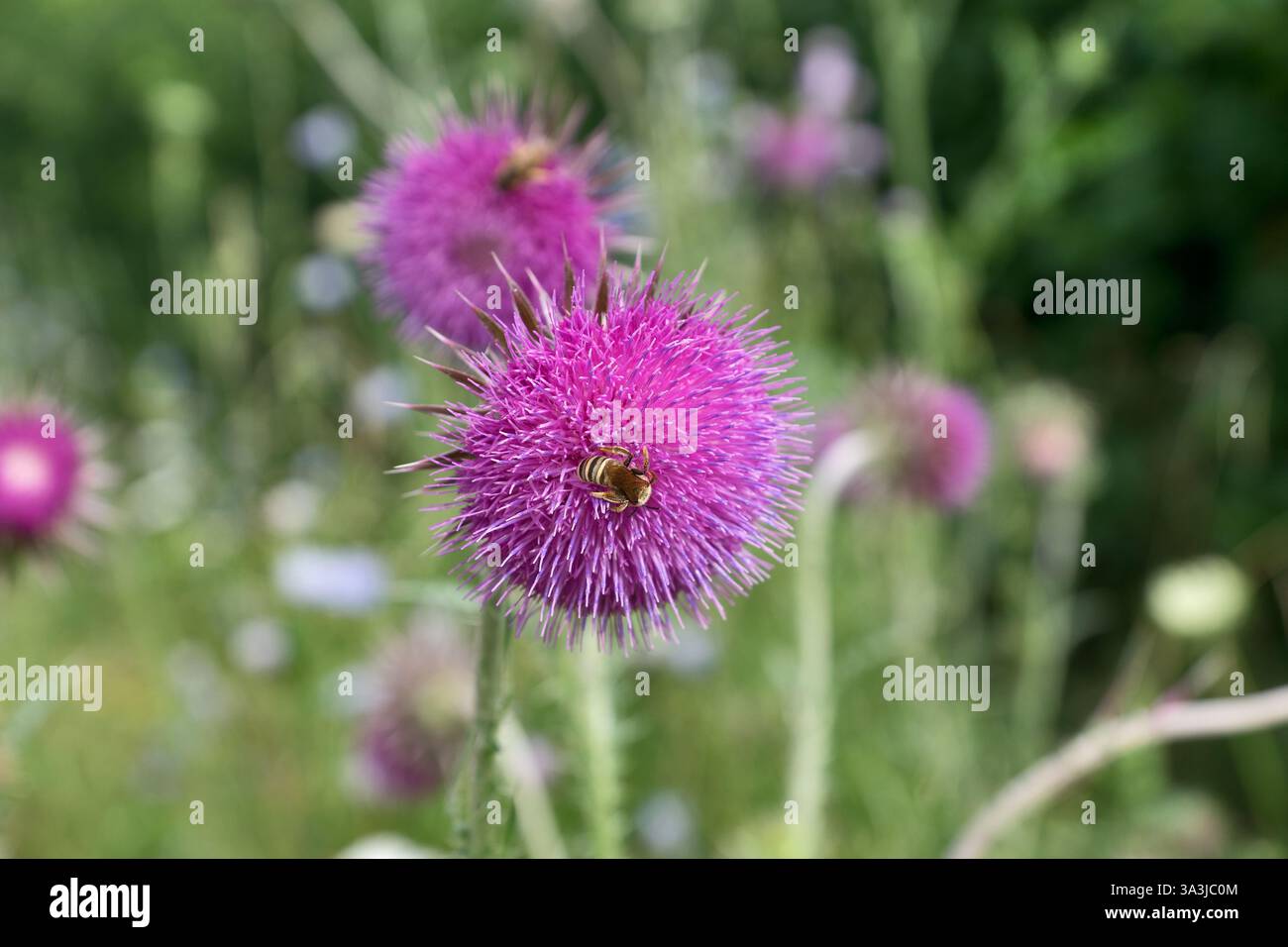 abeille collectant le pollen sur la fleur de chardon Banque D'Images