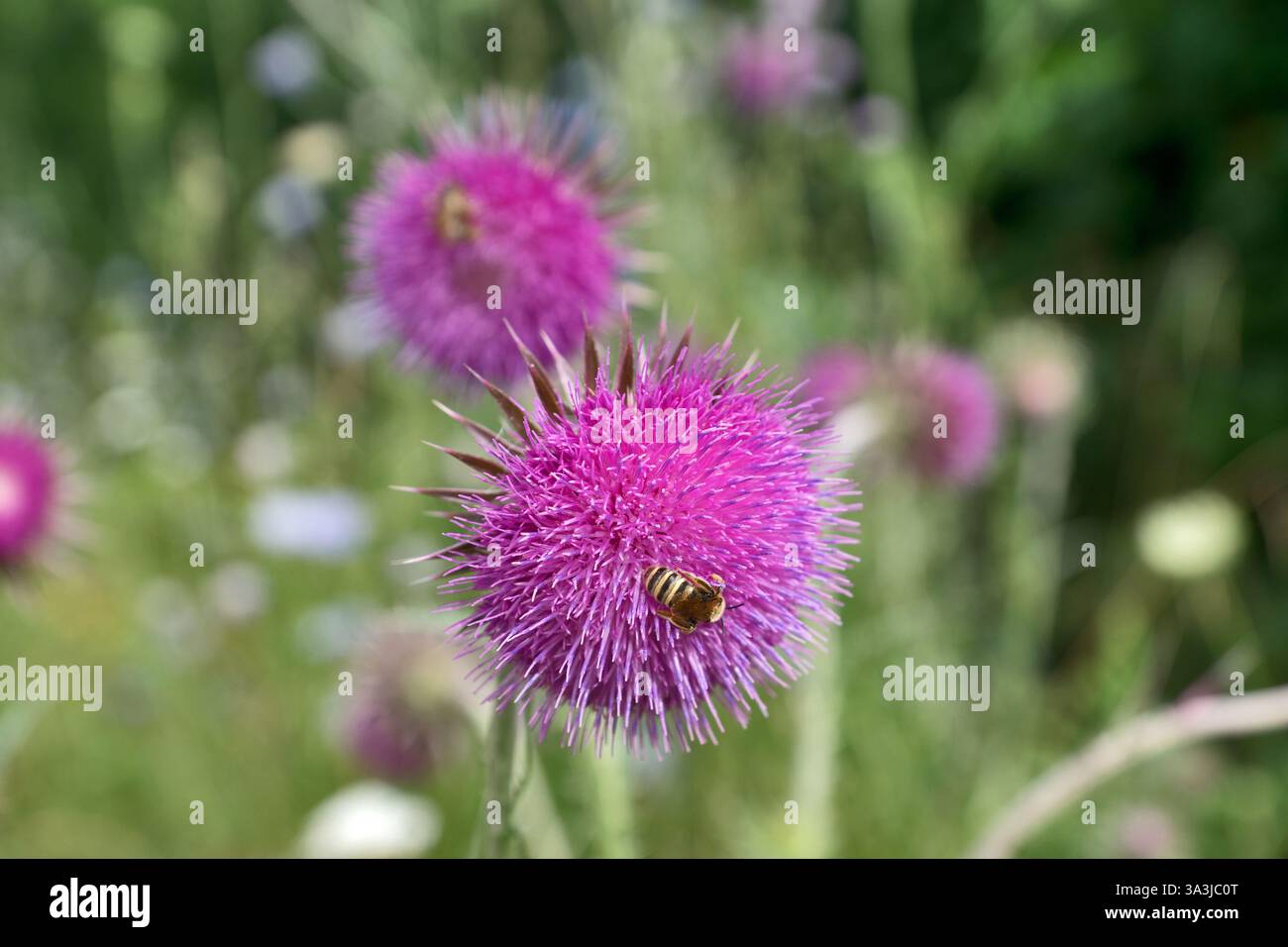 abeille collectant le pollen sur la fleur de chardon Banque D'Images