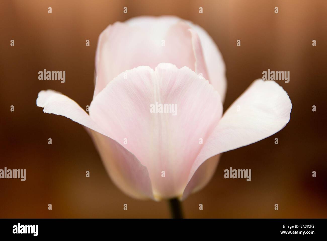 Gros plan rose clair de fleurs et de tulipes beautyful, sur fond sombre Banque D'Images